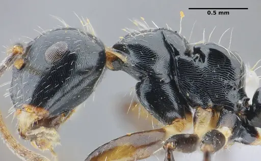 Camponotus scissus - UFV-LABECOL-000072