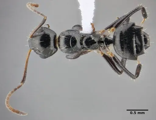 Camponotus scissus - UFV-LABECOL-000074