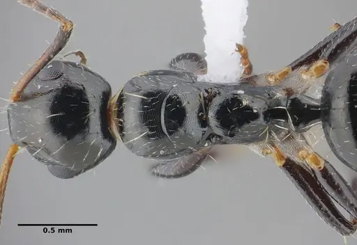 Camponotus scissus - UFV-LABECOL-000074