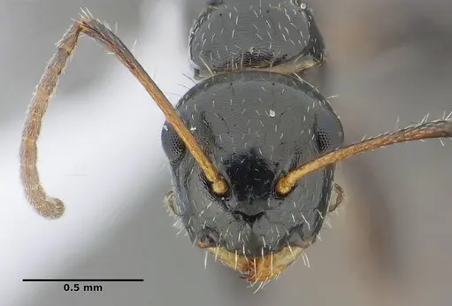 Camponotus scissus - UFV-LABECOL-000074