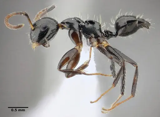 Camponotus scissus - UFV-LABECOL-000074