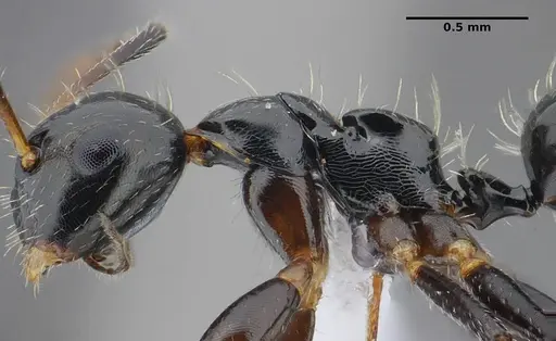 Camponotus scissus - UFV-LABECOL-000074