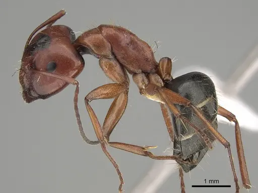 Camponotus scotti specimen