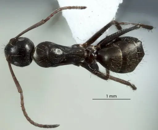 Camponotus scotti - JDM32-001340