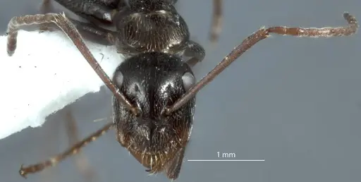 Camponotus scotti - JDM32-001340