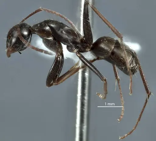 Camponotus scotti - JDM32-001340