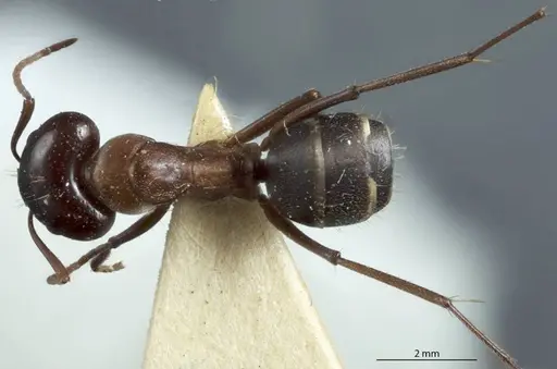 Camponotus scotti - JDM32-001342