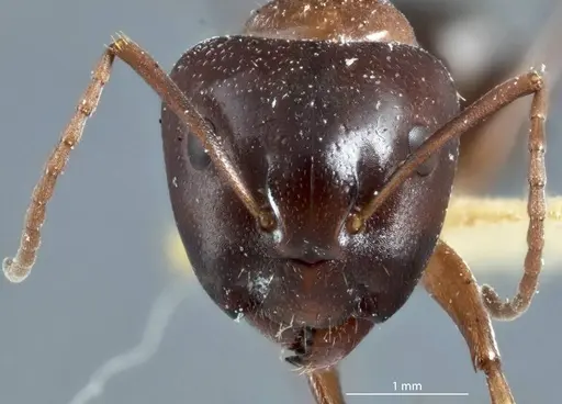 Camponotus scotti - JDM32-001342