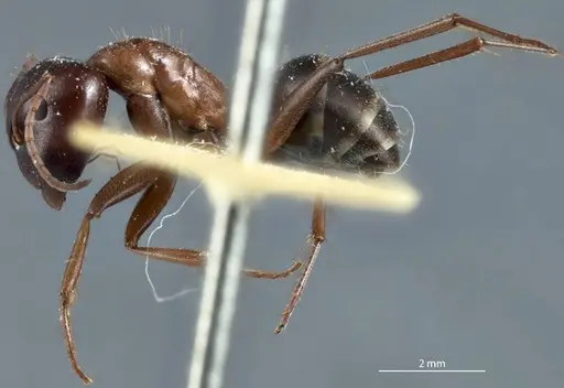 Camponotus scotti - JDM32-001342