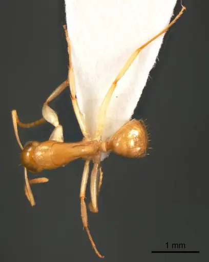 Camponotus scratius specimen