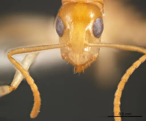 Camponotus scratius specimen