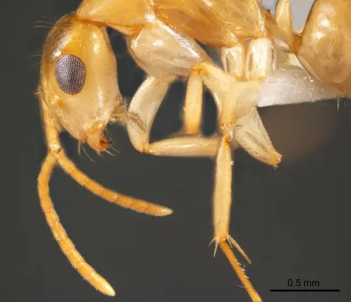 Camponotus scratius specimen