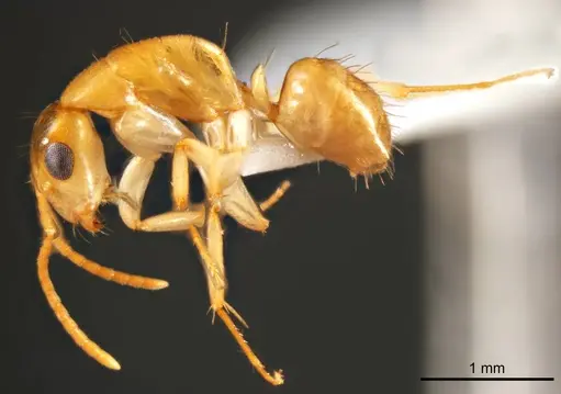 Camponotus scratius - ANTWEB1008621