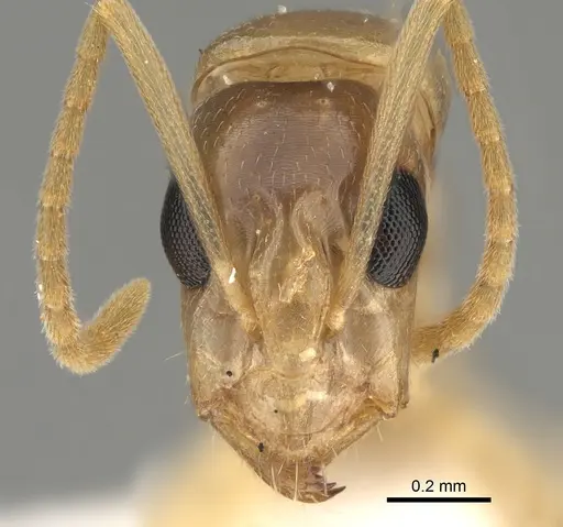 Camponotus scratius - CASENT0887721