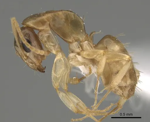 Camponotus scratius - CASENT0887721