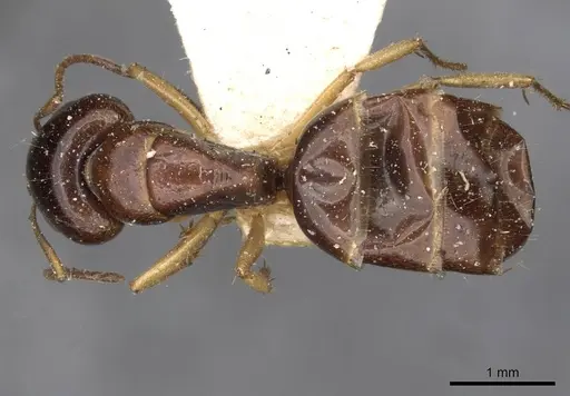 Camponotus scratius - CASENT0910399