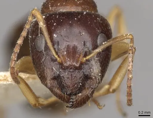 Camponotus scratius - CASENT0910399