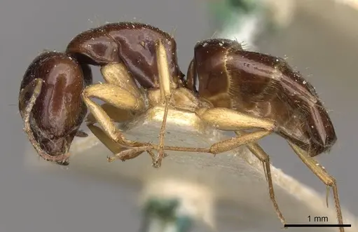 Camponotus scratius - CASENT0910399