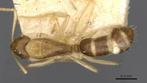 Camponotus scratius - CASENT0910400