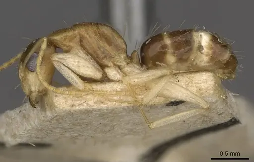 Camponotus scratius - CASENT0910400