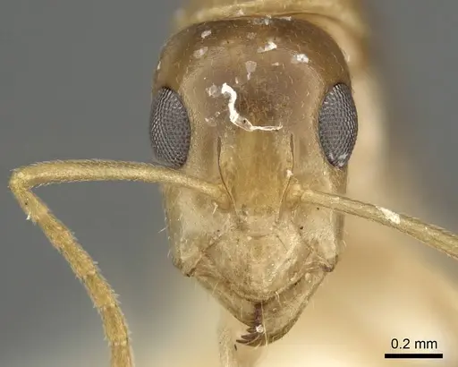 Camponotus scratius - CASENT0915770