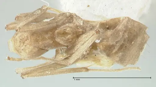 Camponotus scratius - FOCOL2252