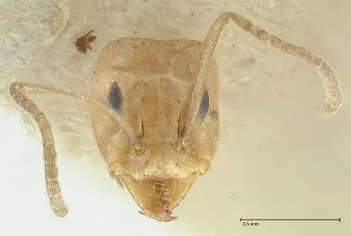 Camponotus scratius - FOCOL2252