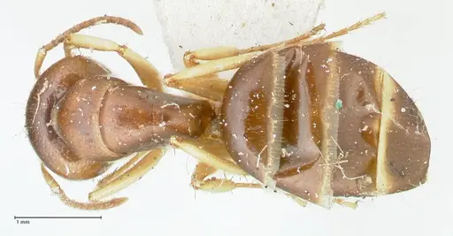 Camponotus scratius - FOCOL2253