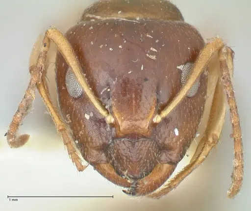 Camponotus scratius - FOCOL2253