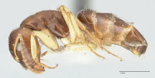 Camponotus scratius - FOCOL2253