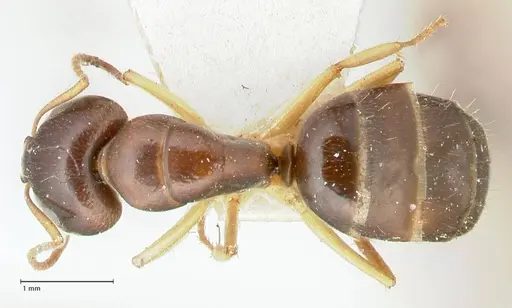 Camponotus scratius - FOCOL2254