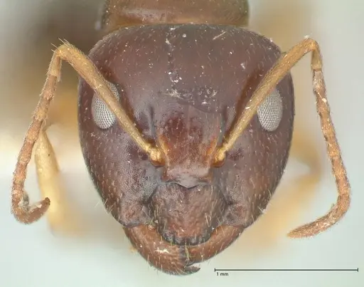 Camponotus scratius - FOCOL2254