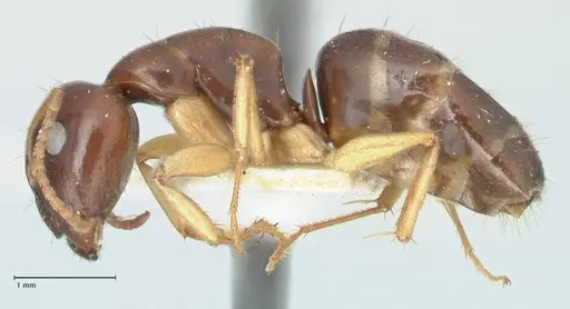 Camponotus scratius - FOCOL2254