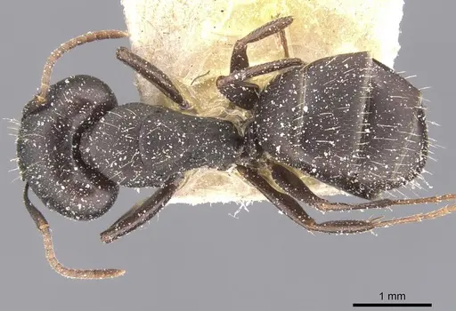 Camponotus sculptor specimen