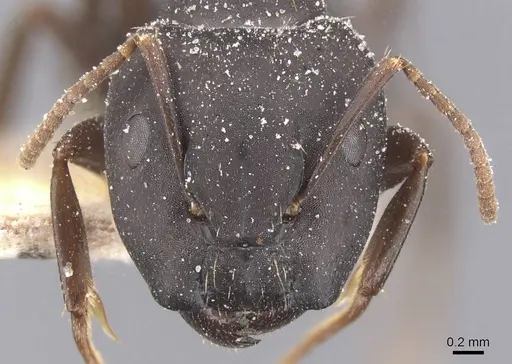 Camponotus sculptor specimen