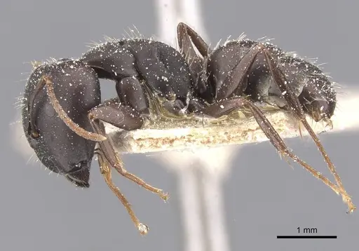 Camponotus sculptor specimen