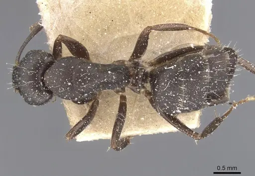 Camponotus sculptor - CASENT0911693