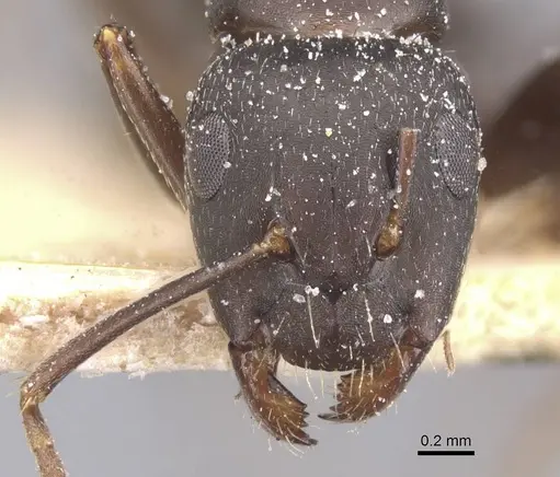 Camponotus sculptor - CASENT0911693
