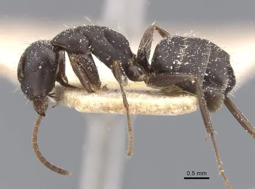 Camponotus sculptor - CASENT0911693