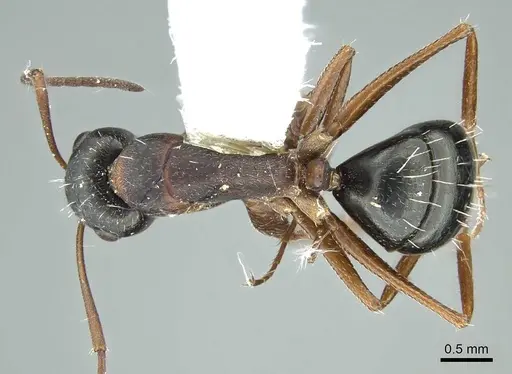 Camponotus sculptor - CASENT0914424