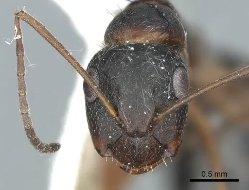 Camponotus sculptor - CASENT0914424