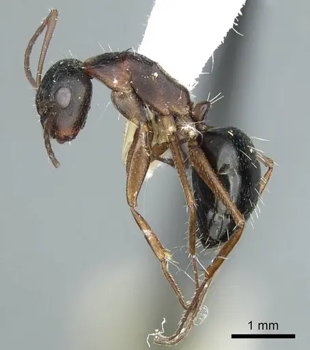 Camponotus sculptor - CASENT0914424