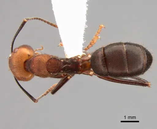 Camponotus sedulus specimen