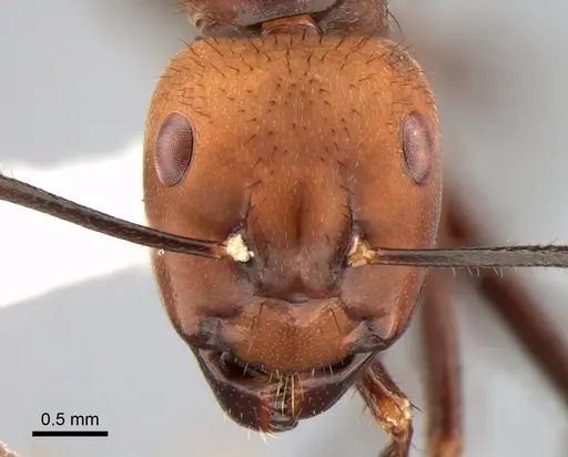 Camponotus sedulus specimen