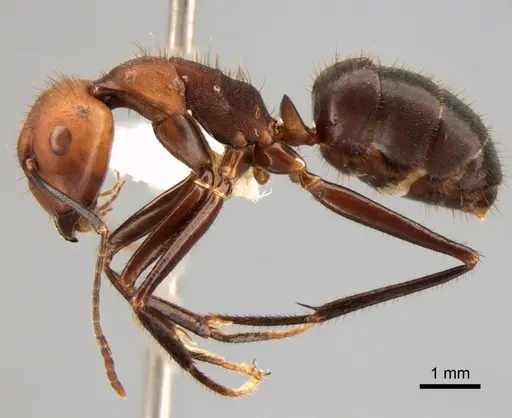 Camponotus sedulus specimen