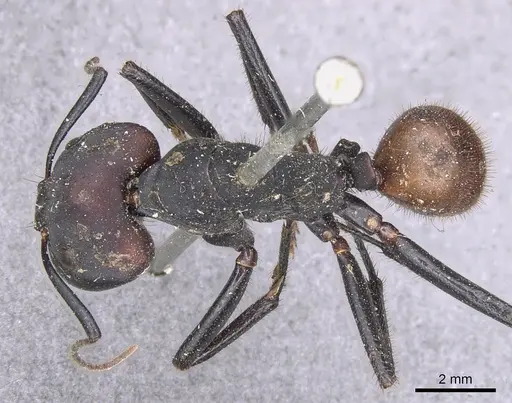 Camponotus sedulus - CASENT0901902