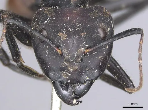 Camponotus sedulus - CASENT0901902