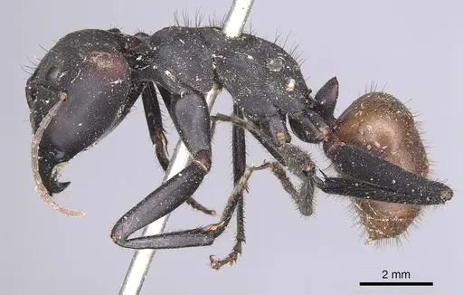 Camponotus sedulus - CASENT0901902