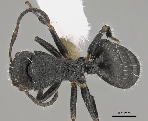 Camponotus selene specimen