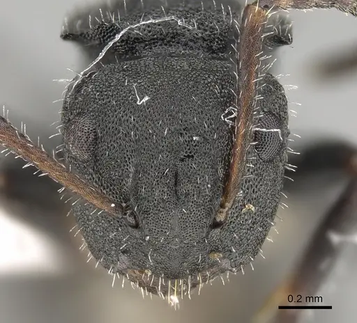 Camponotus selene specimen